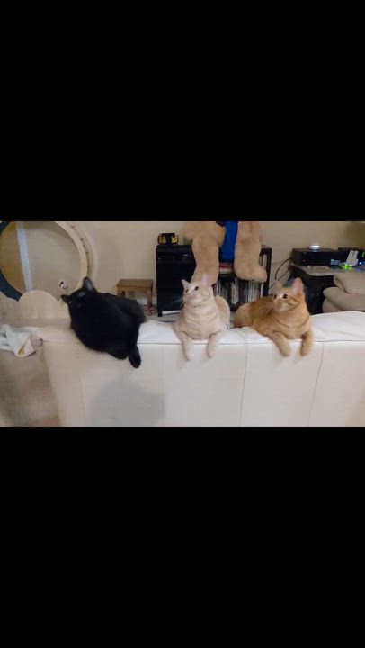 Enlarge Niall, a Adoptable mixed breed in Morgan Hill, CA video 2/6