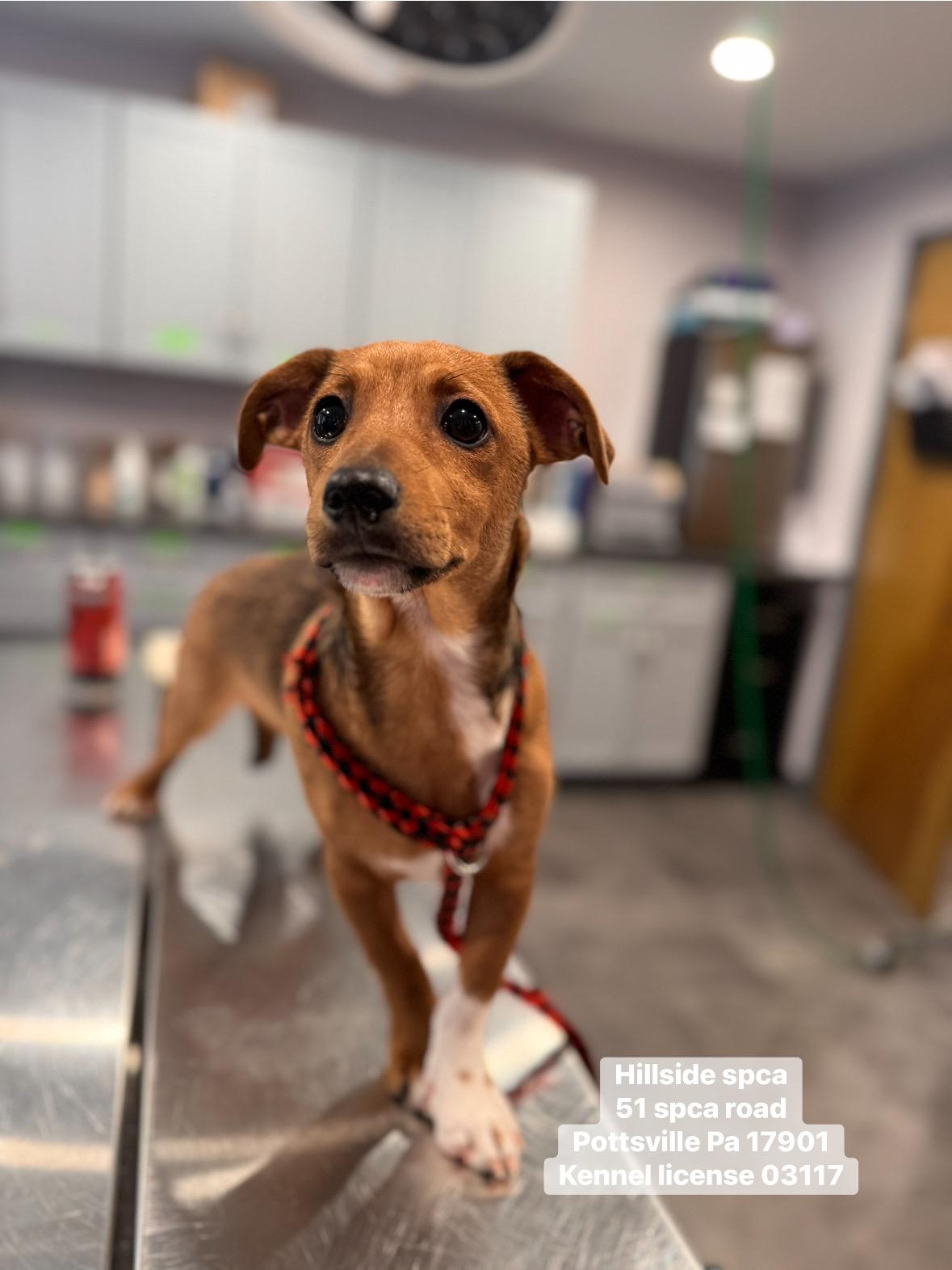 Enlarge Spud, an adopted mixed breed in Pottsville, PA image 1/1