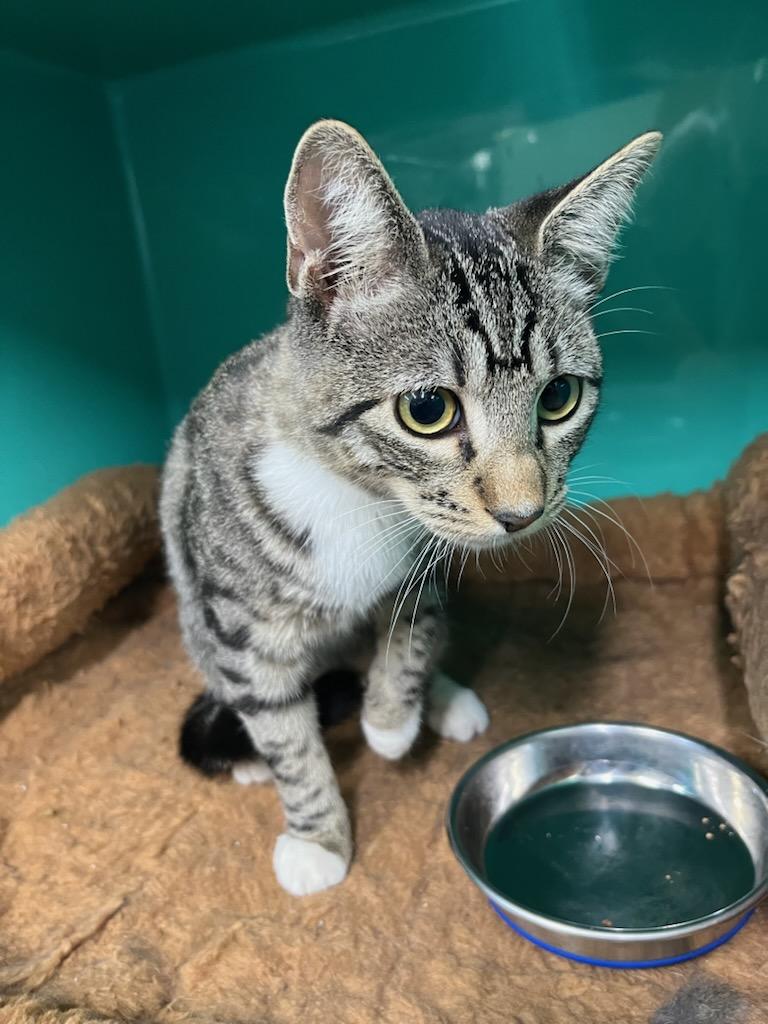 Loki, Adoptable, Young Male Domestic Short Hair.