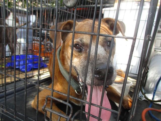 CASSIE, Adoptable, Senior Female Boxer & Mixed Breed.