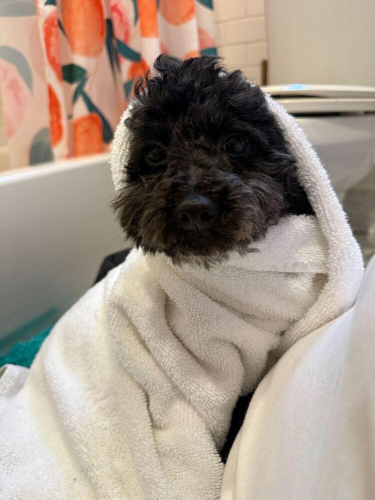 Enlarge Joy, a Adoptable Poodle in Long Island City, NY image 1/5