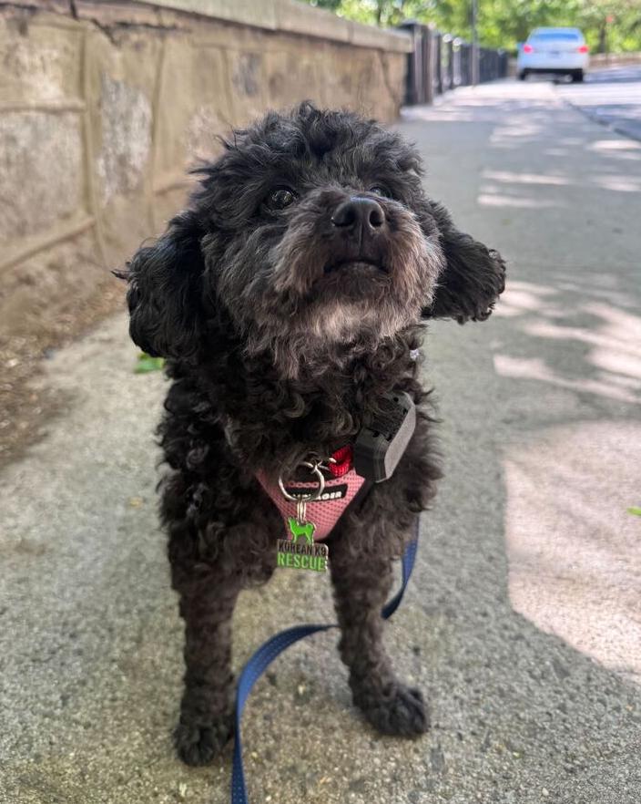 Enlarge Joy, a Adoptable Poodle in Long Island City, NY image 2/5