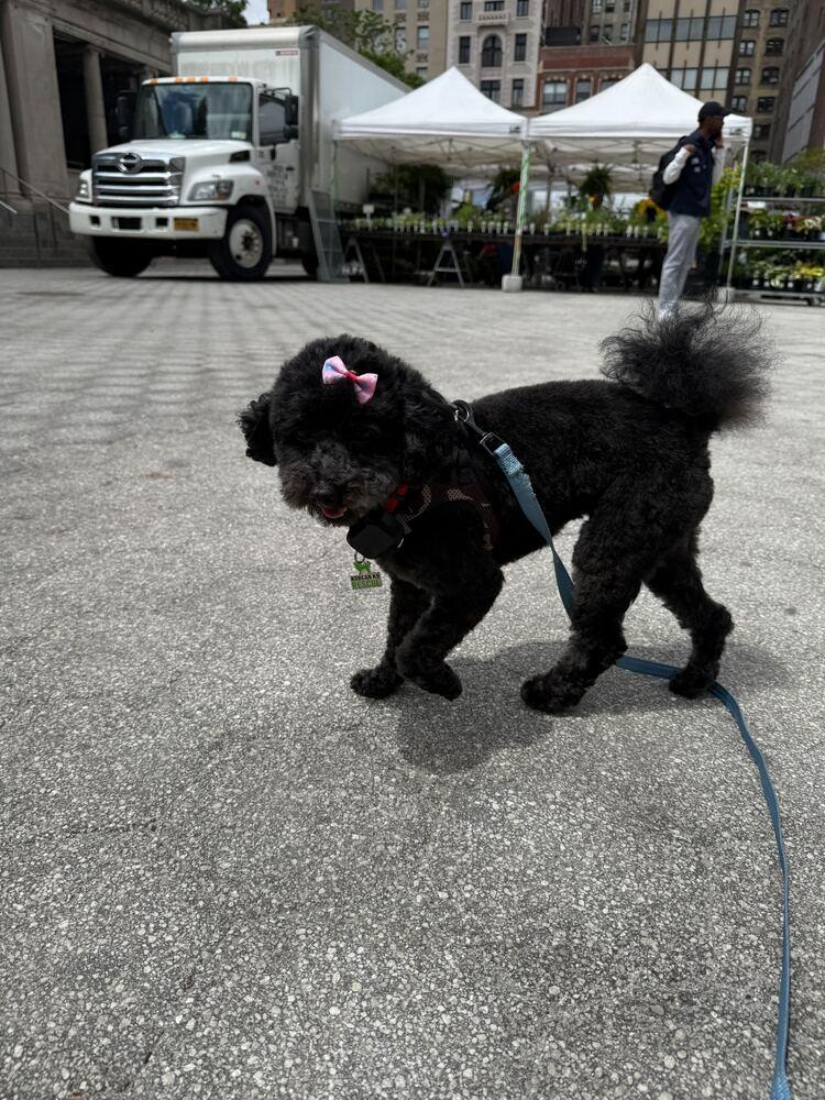 Enlarge Joy, a Adoptable Poodle in Long Island City, NY image 3/5