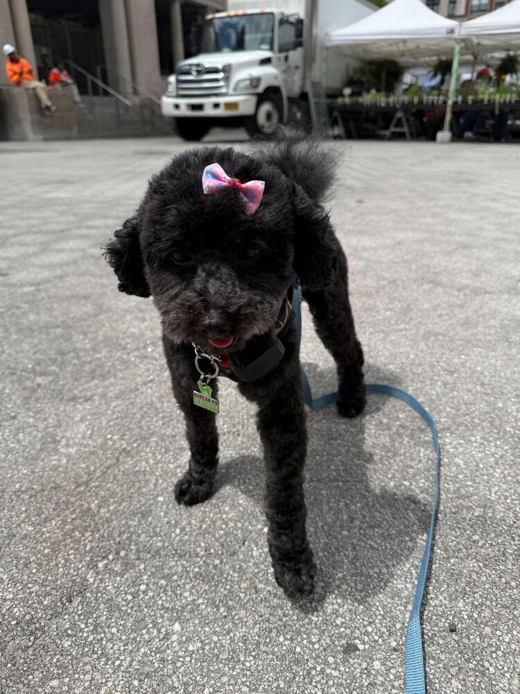 Enlarge Joy, a Adoptable Poodle in Long Island City, NY image 4/5