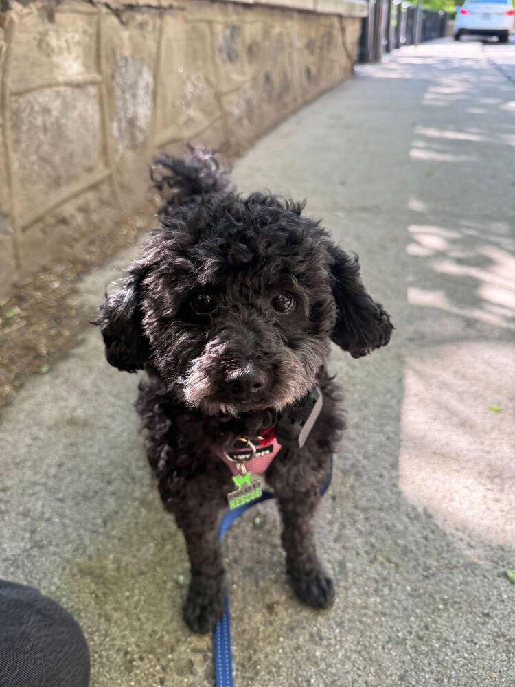 Enlarge Joy, a Adoptable Poodle in Long Island City, NY image 5/5