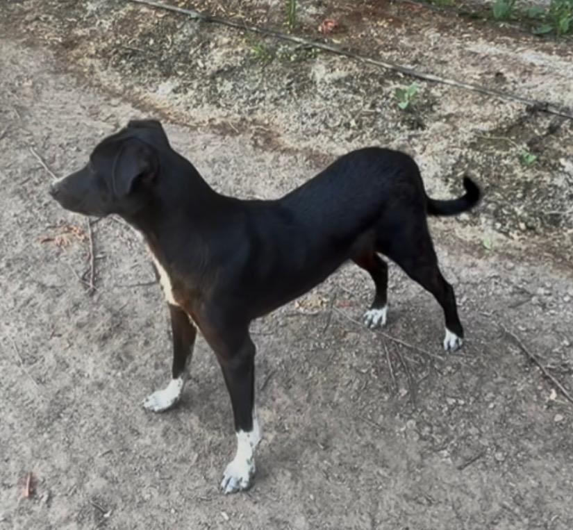 Arf, a ADOPTABLE mixed breed in Rough And Ready, CA image 4/5