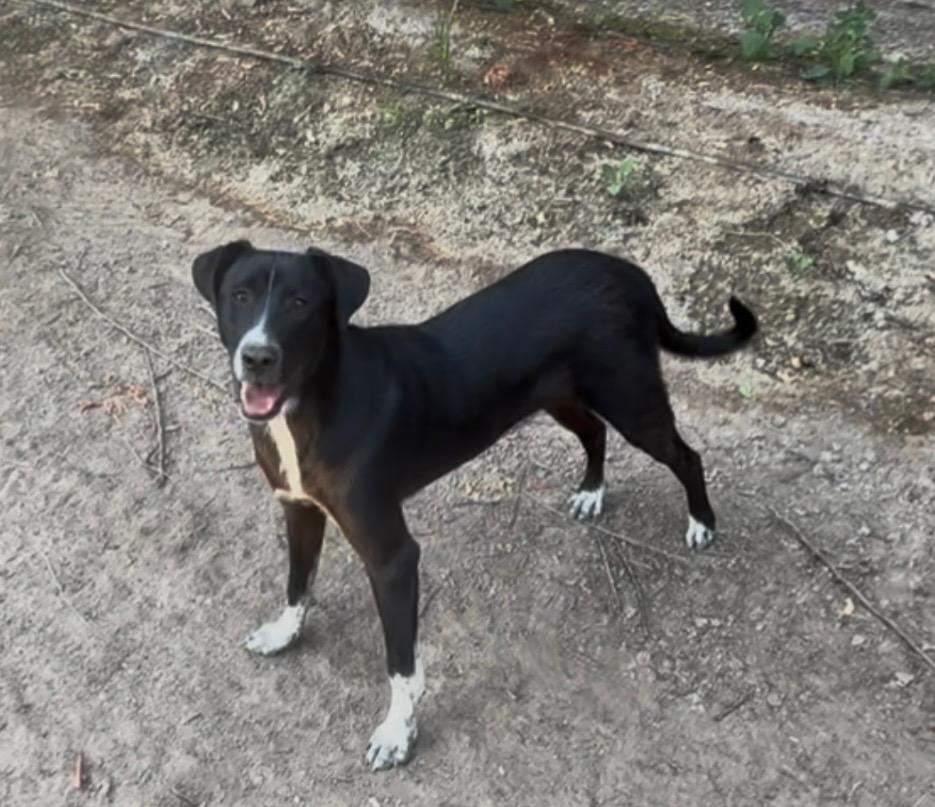 Arf, a ADOPTABLE mixed breed in Rough And Ready, CA image 2/5