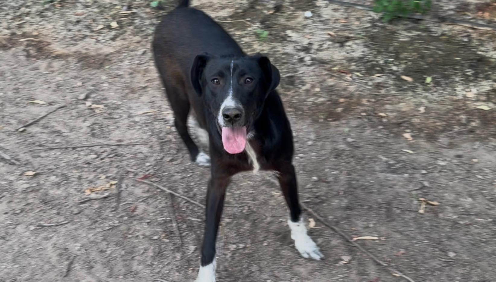Arf, ADOPTABLE, Young Male Great Pyrenees.