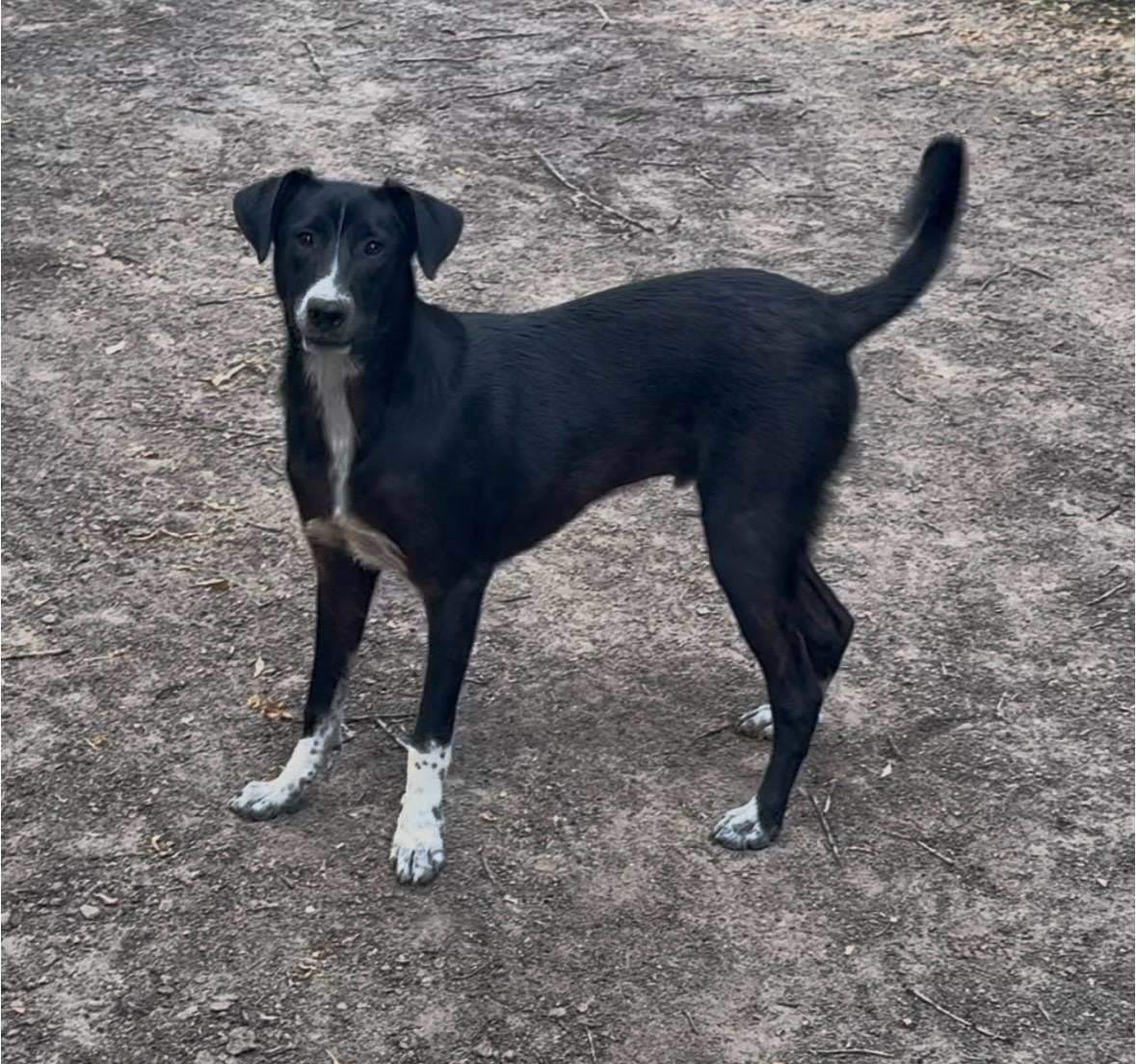 Arf, a ADOPTABLE mixed breed in Rough And Ready, CA image 3/5