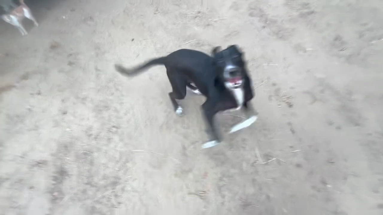 Enlarge Arf, a ADOPTABLE mixed breed in Rough And Ready, CA video 5/5