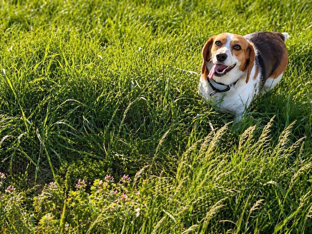 Enlarge Annie - adoption pending, a Adoptable Beagle in Shawnee Mission, KS image 1/2