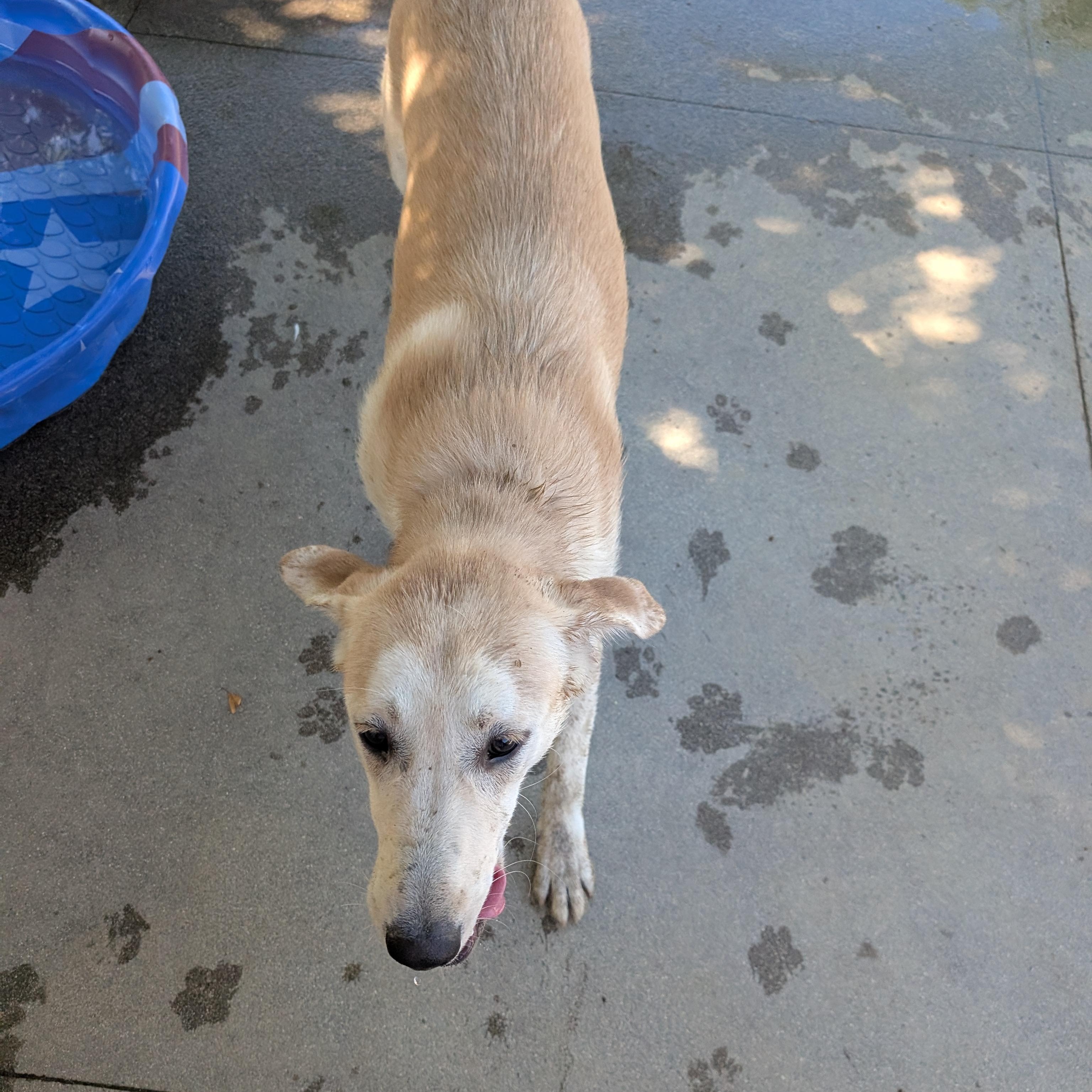 Enlarge Joy, a Adoptable mixed breed in Perris, CA image 3/5