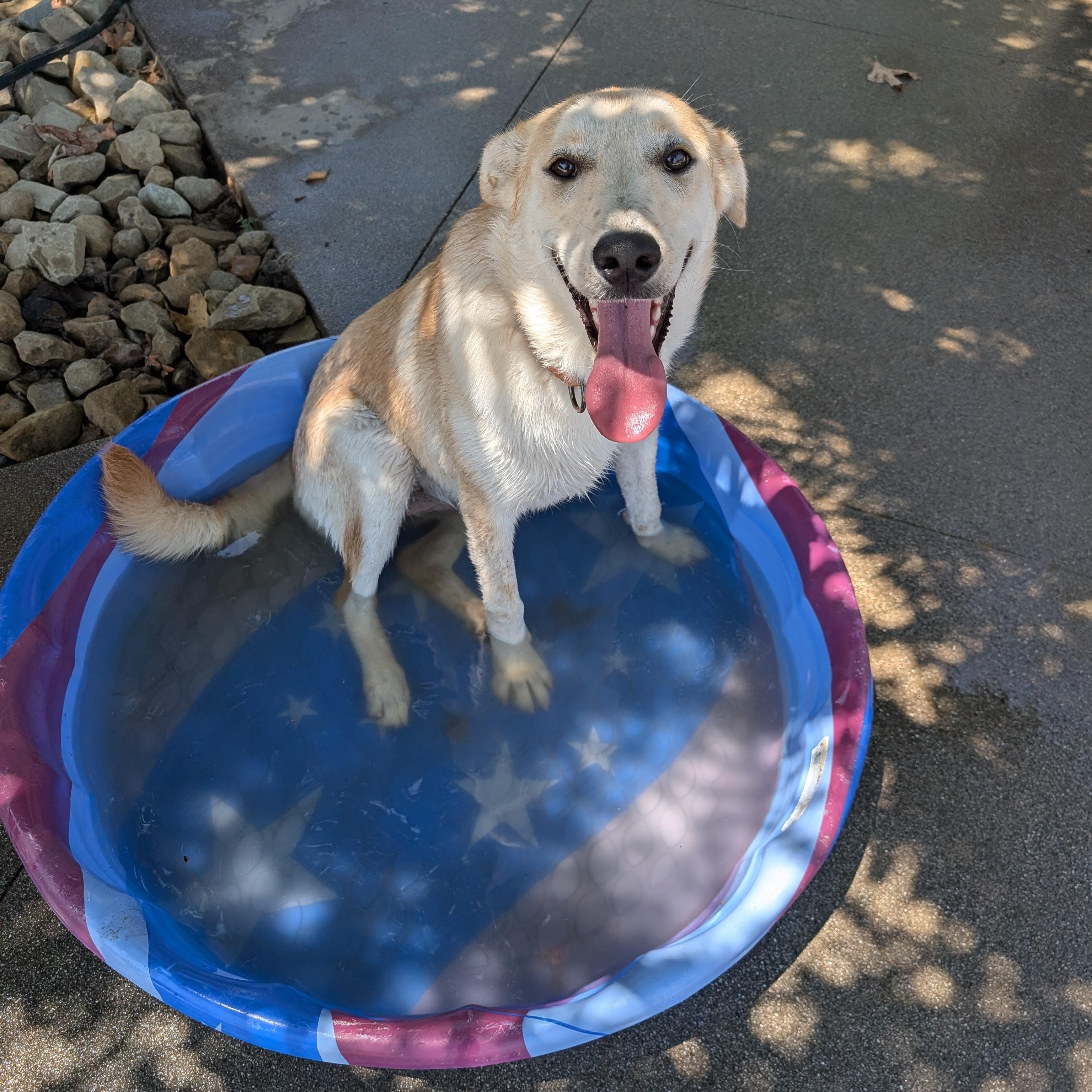 Enlarge Joy, a Adoptable mixed breed in Perris, CA image 2/5