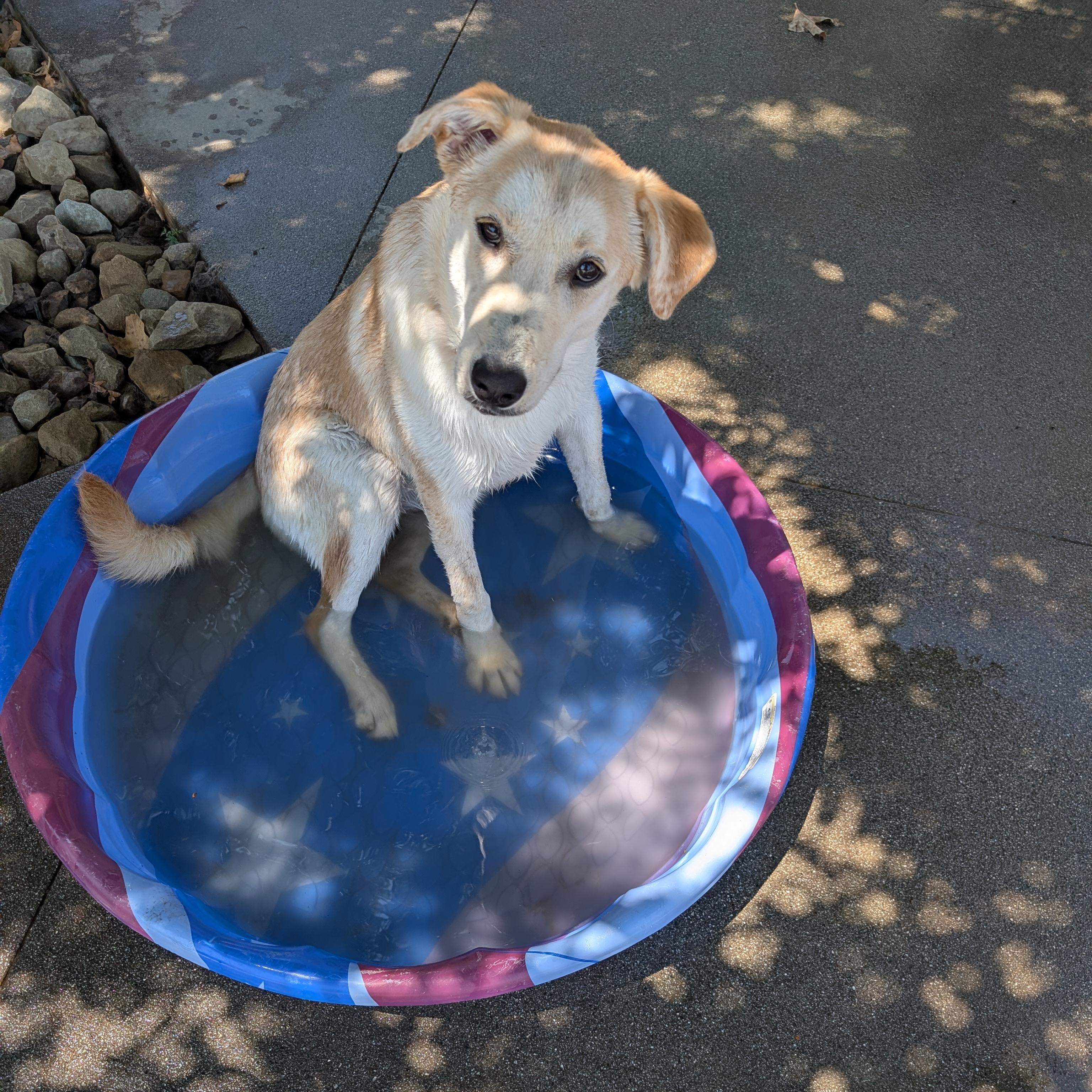 Enlarge Joy, a Adoptable mixed breed in Perris, CA image 1/5