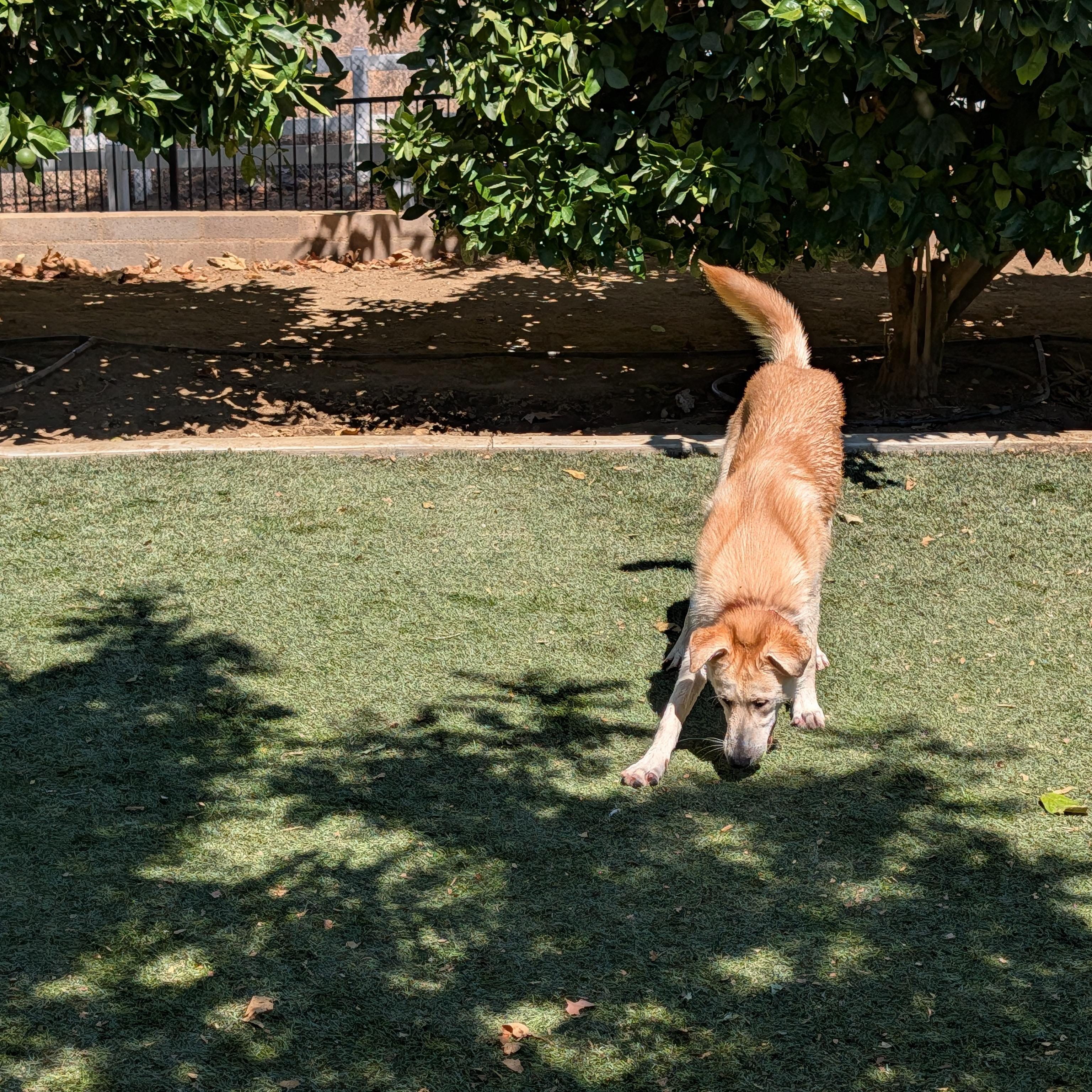 Enlarge Joy, a Adoptable mixed breed in Perris, CA image 5/5