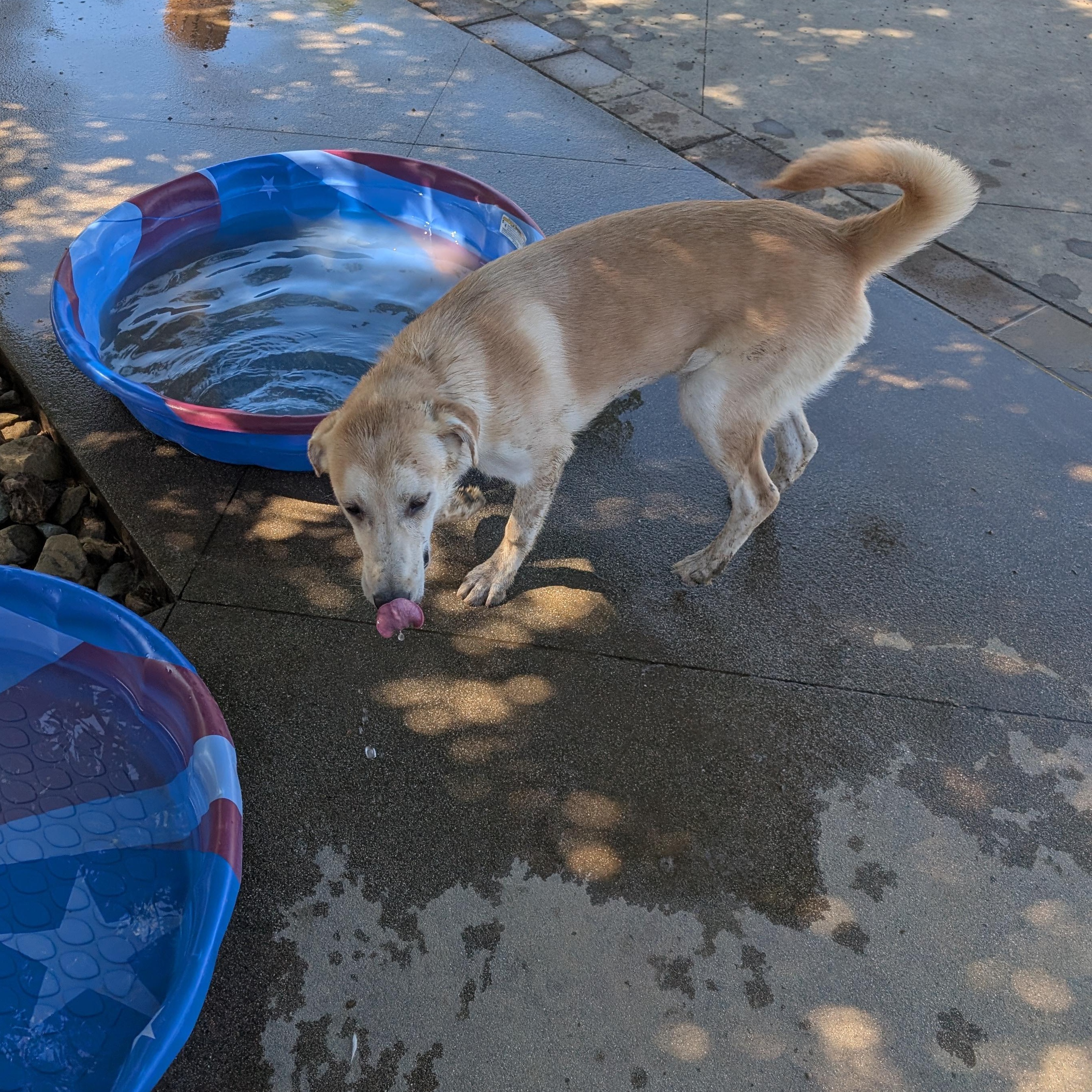 Enlarge Joy, a Adoptable mixed breed in Perris, CA image 4/5