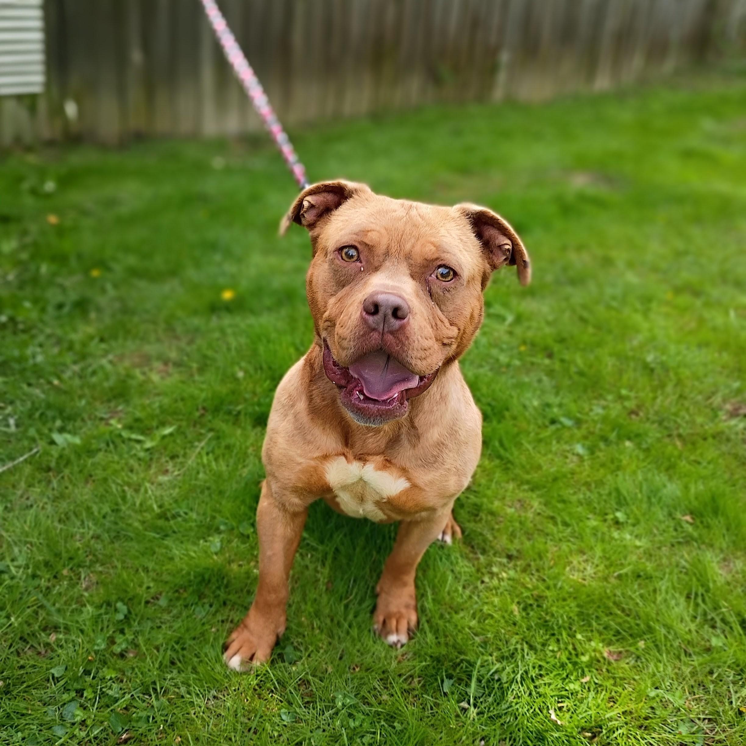 Coco, ADOPTABLE, Young Female American Bully.