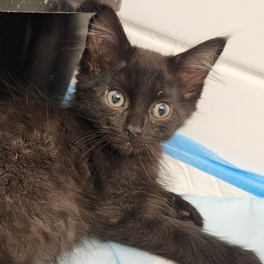 Enlarge Kat, a Adoptable Domestic Medium Hair in Allyn, WA image 1/6