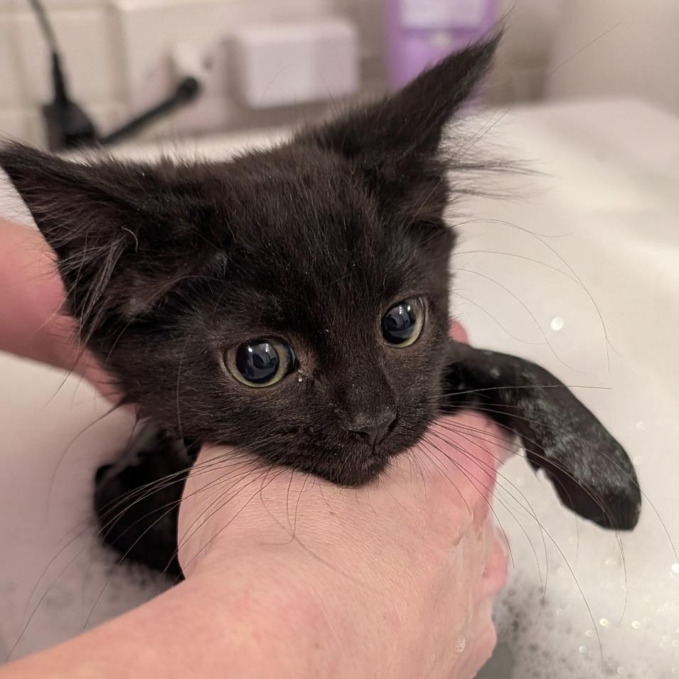 Enlarge Kat, a Adoptable Domestic Medium Hair in Allyn, WA image 2/6