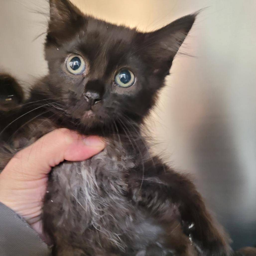 Enlarge Kat, a Adoptable Domestic Medium Hair in Allyn, WA image 3/6