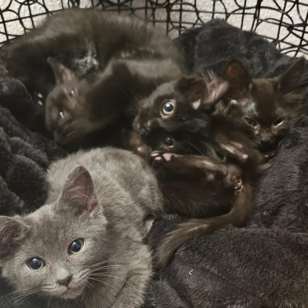 Enlarge Kat, a Adoptable Domestic Medium Hair in Allyn, WA image 4/6