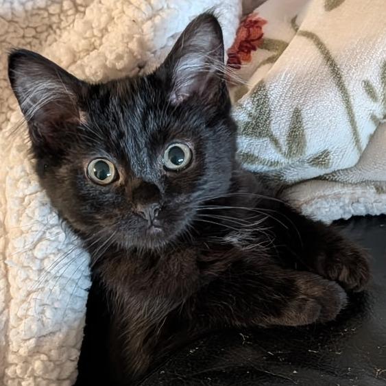 Enlarge Kat, a Adoptable Domestic Medium Hair in Allyn, WA image 5/6