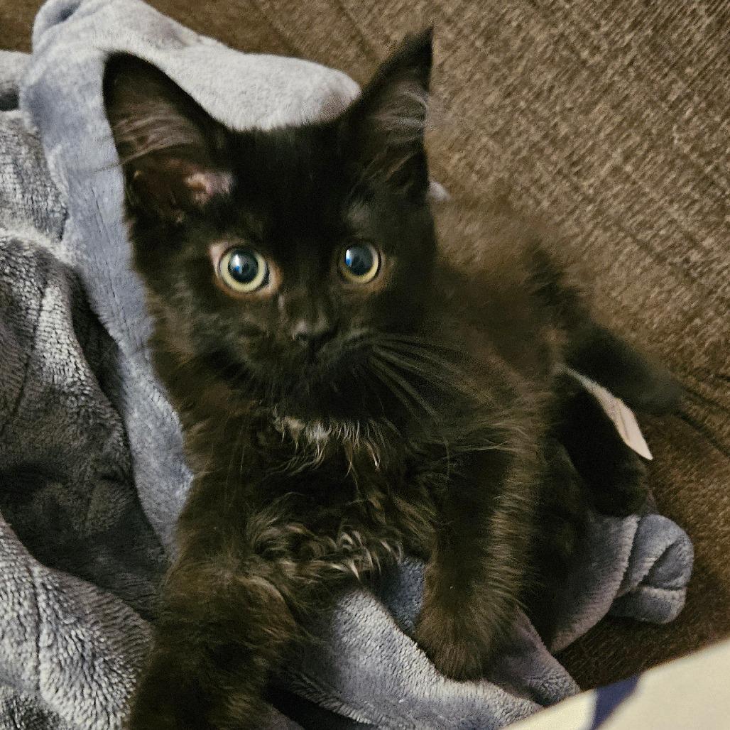 Enlarge Kat, a Adoptable Domestic Medium Hair in Allyn, WA image 6/6