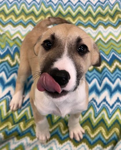 Enlarge Doc, a Adoptable mixed breed in Munster, IN image 1/1