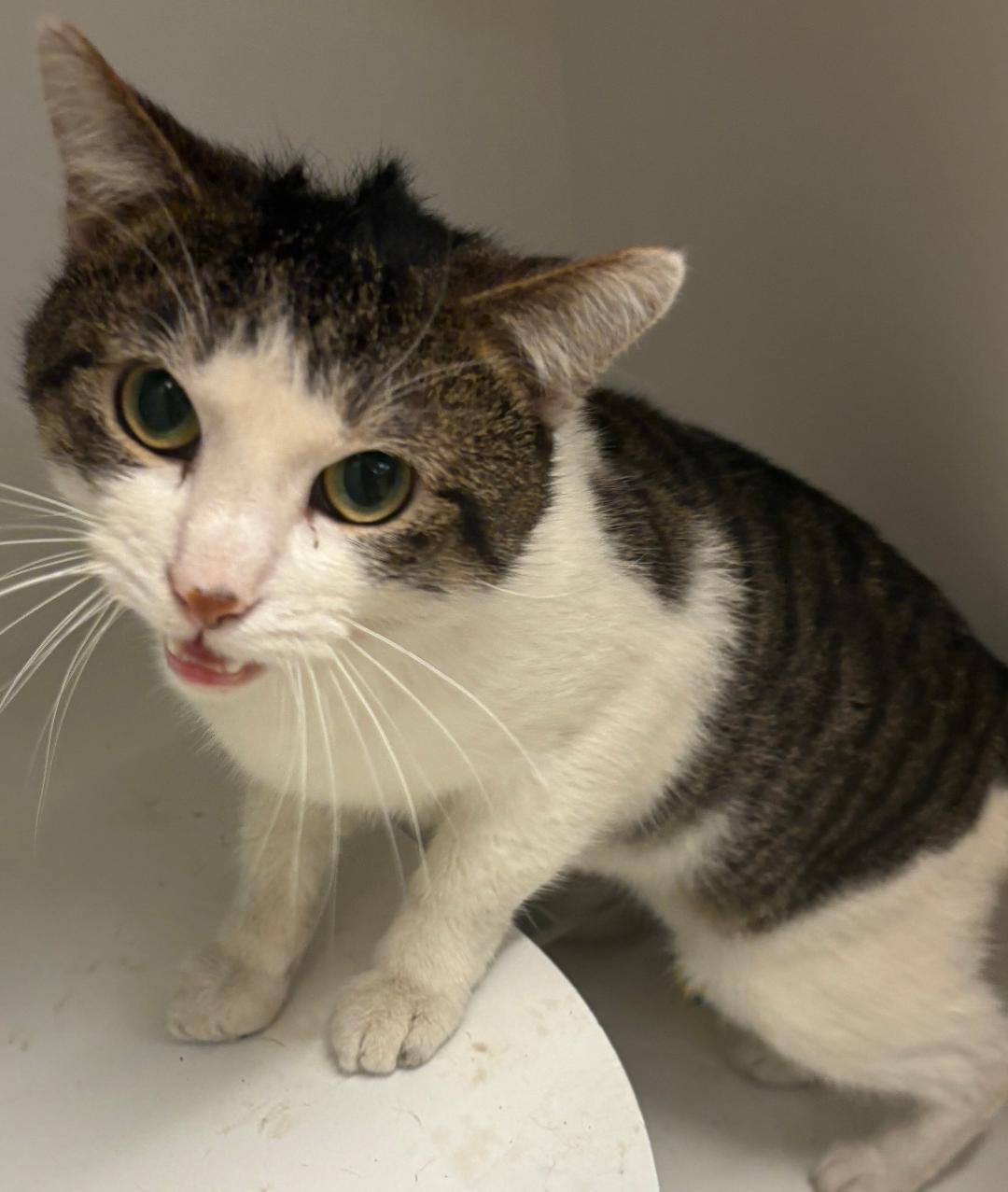 Todd, Adoptable, Young Male Domestic Short Hair.