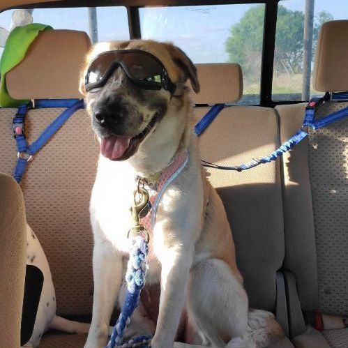 Mia, a Adopted mixed breed in Seattle, WA image 1/5