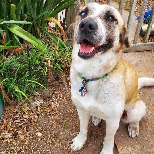 Mia, a Adopted mixed breed in Seattle, WA image 2/5