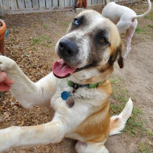 Mia, a Adopted mixed breed in Seattle, WA image 3/5