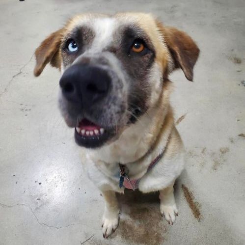 Mia, a Adopted mixed breed in Seattle, WA image 4/5