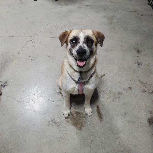 Mia, a Adopted mixed breed in Seattle, WA image 5/5