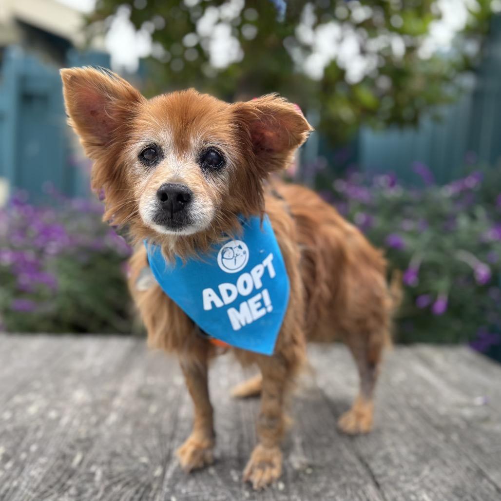 Yeti, Adoptable, Senior Male Pomeranian.
