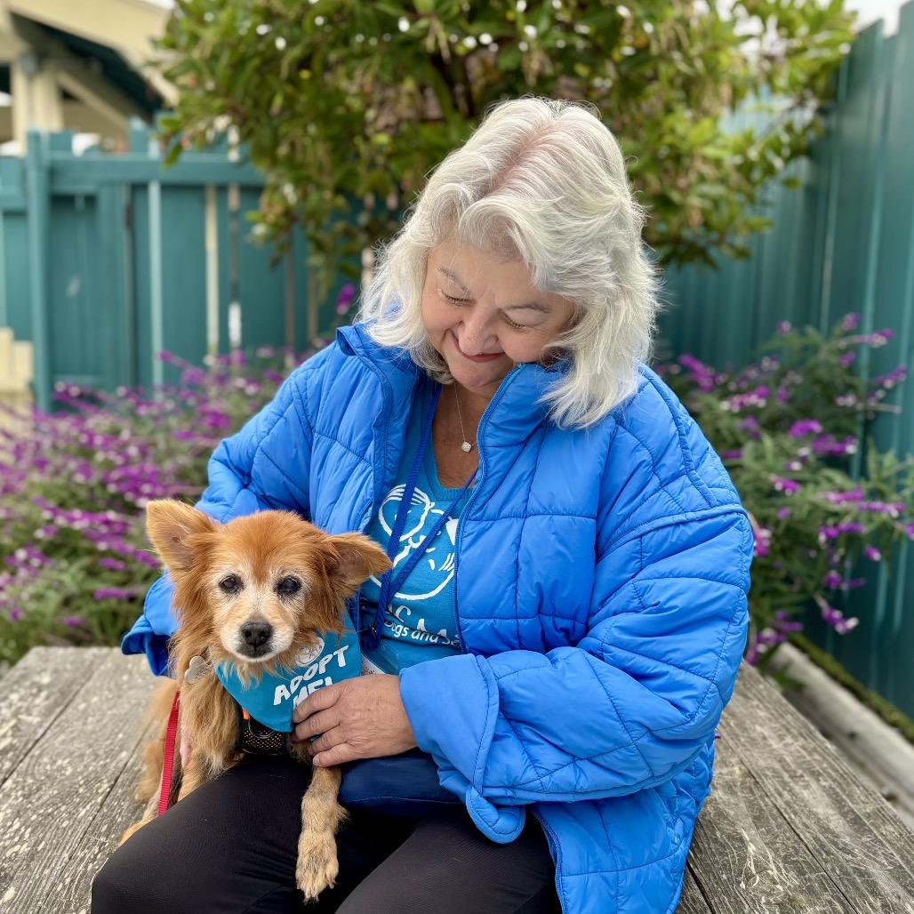 Yeti, a Adoptable Pomeranian in Corpus Christi, TX image 2/6
