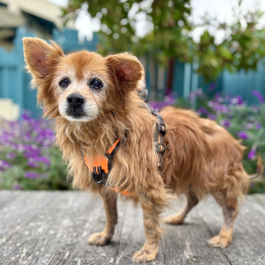 Yeti, a Adoptable Pomeranian in Corpus Christi, TX image 3/6