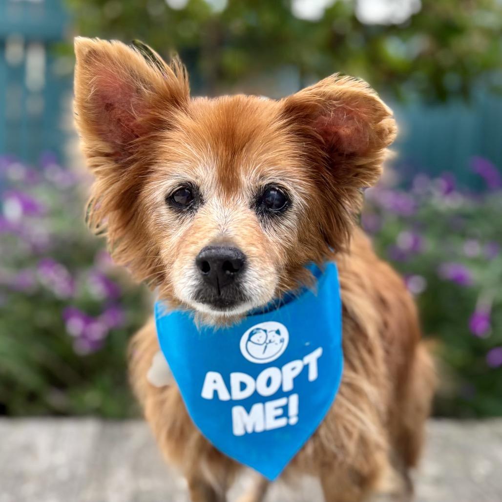 Yeti, a Adoptable Pomeranian in Corpus Christi, TX image 4/6