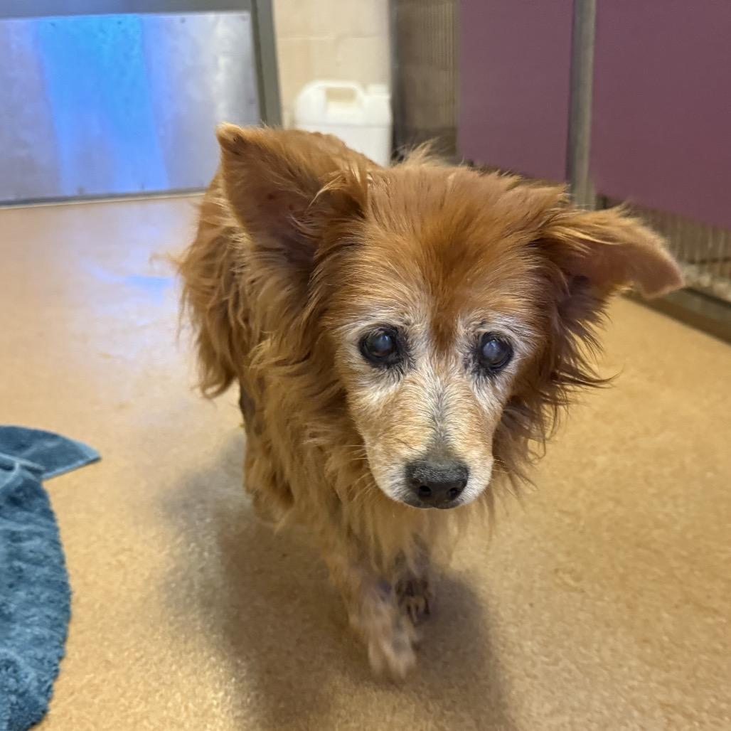 Yeti, a Adoptable Pomeranian in Corpus Christi, TX image 6/6