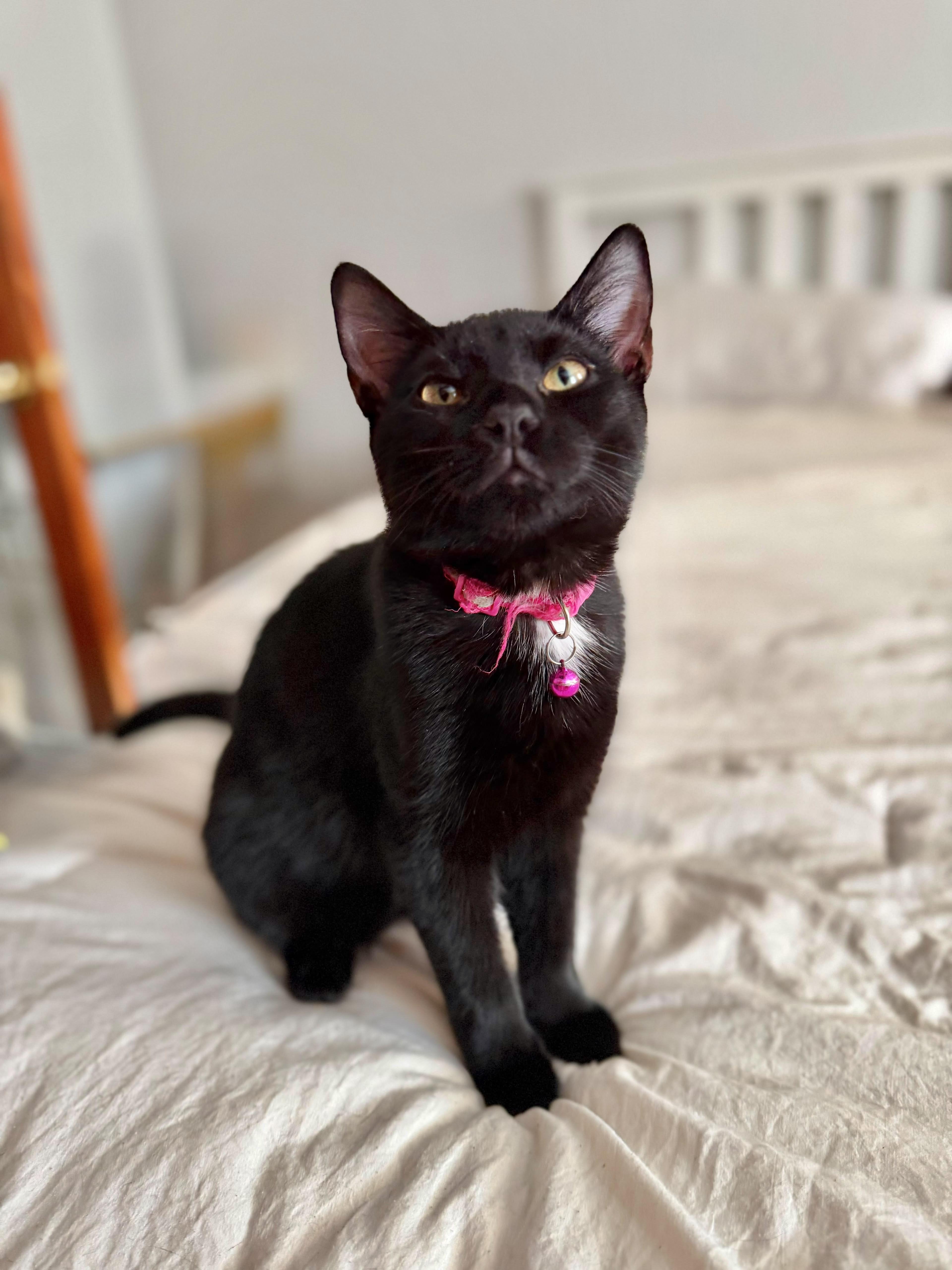 Velvet, Adoptable, Kitten Female Domestic Short Hair.
