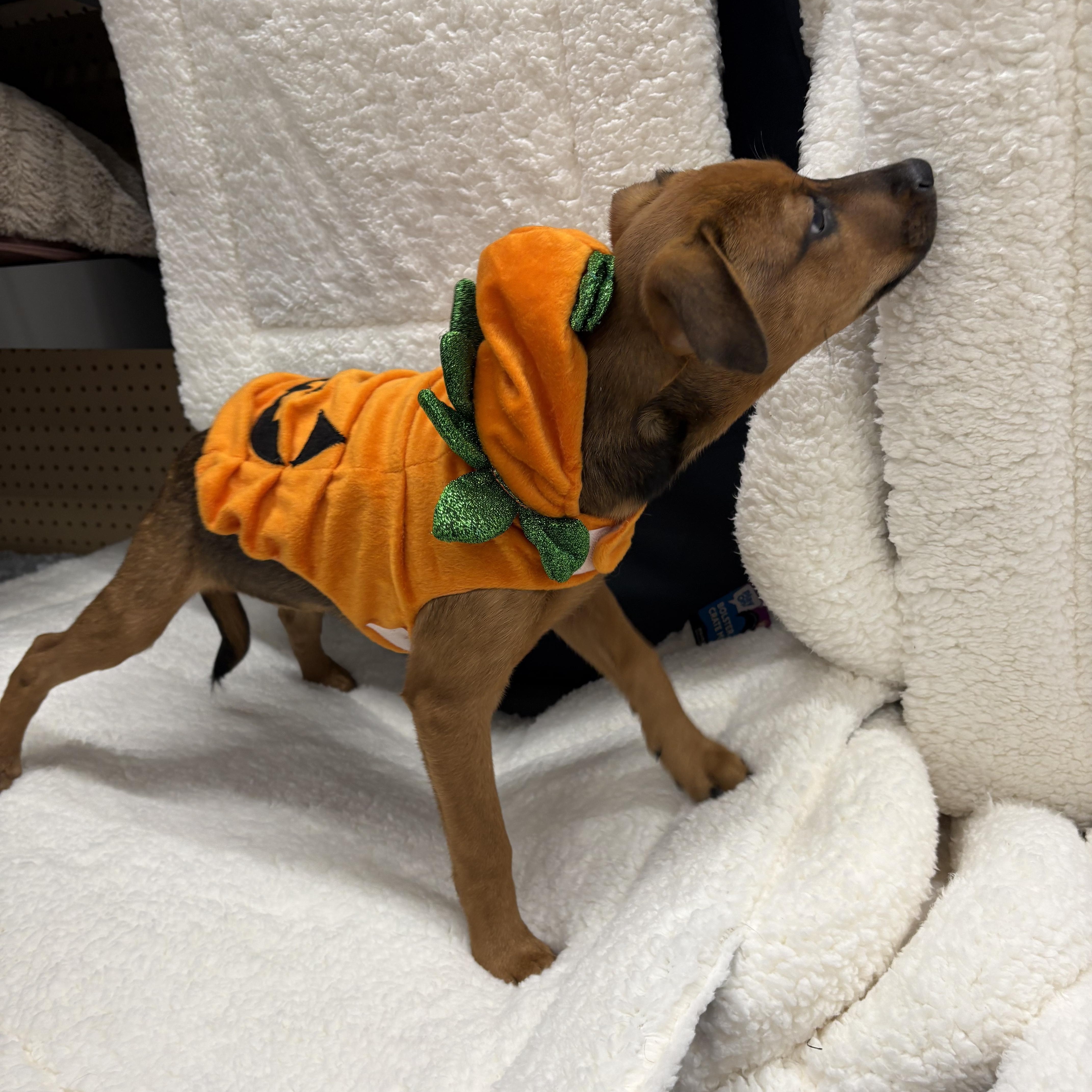 Enlarge Jolene, a Adoptable mixed breed in Paramus, NJ image 4/5