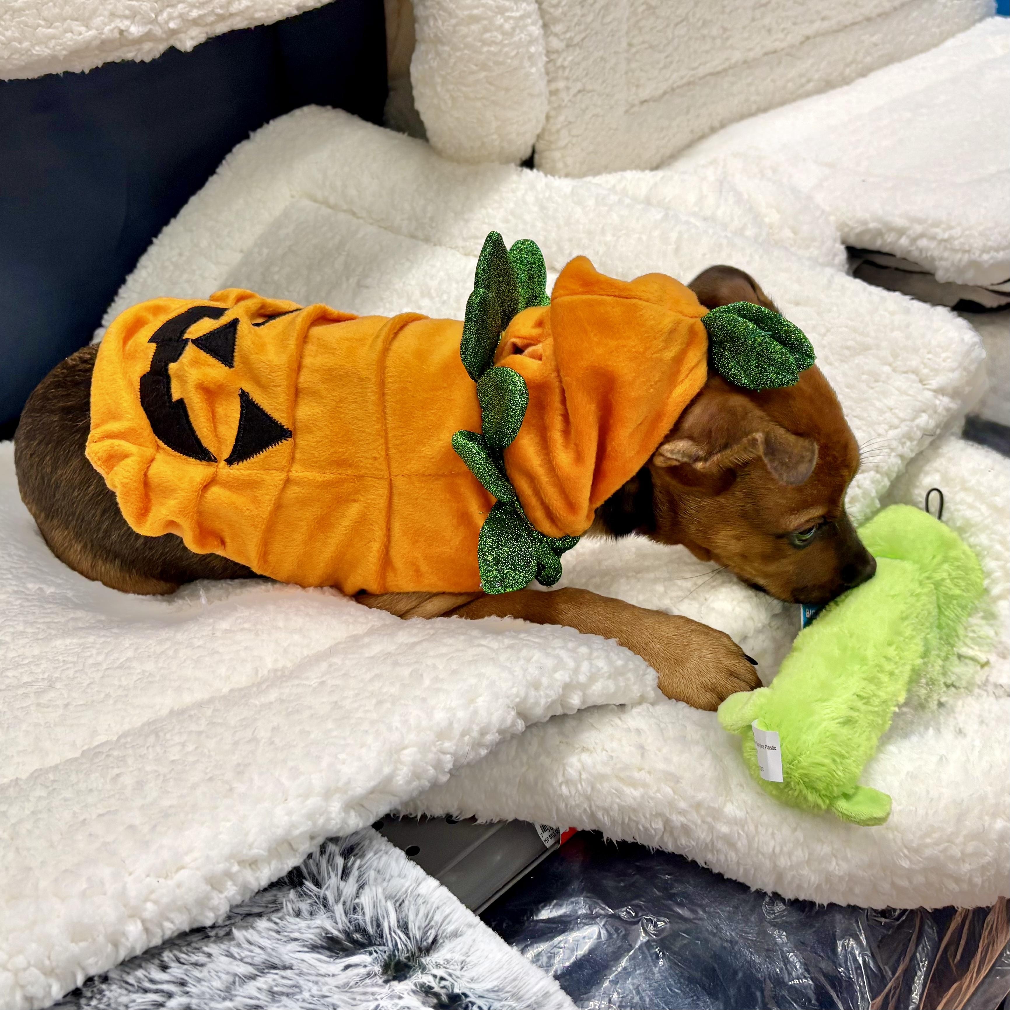 Enlarge Jolene, a Adoptable mixed breed in Paramus, NJ image 5/5