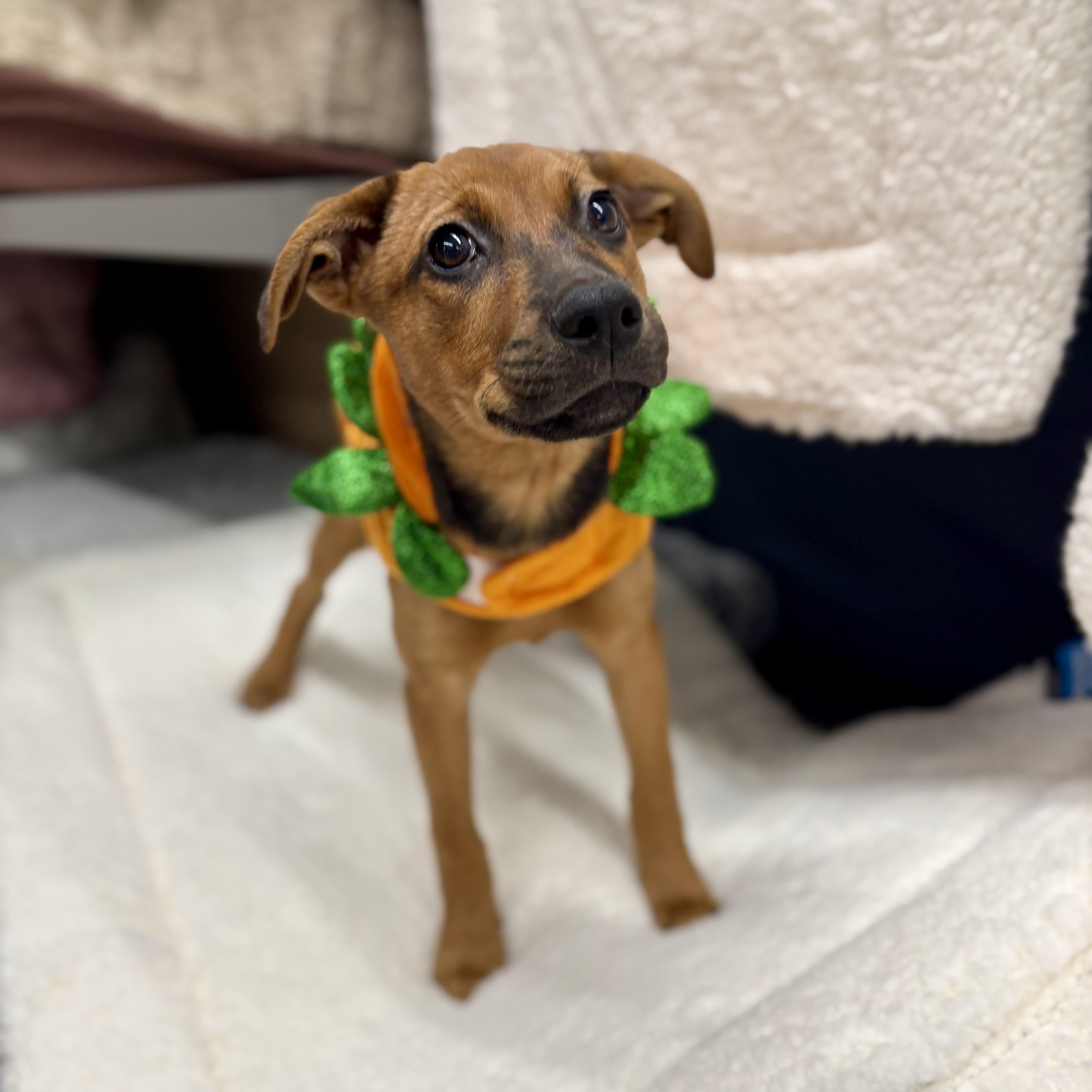 Jolene, Adoptable, Puppy Female Hound & Shepherd.