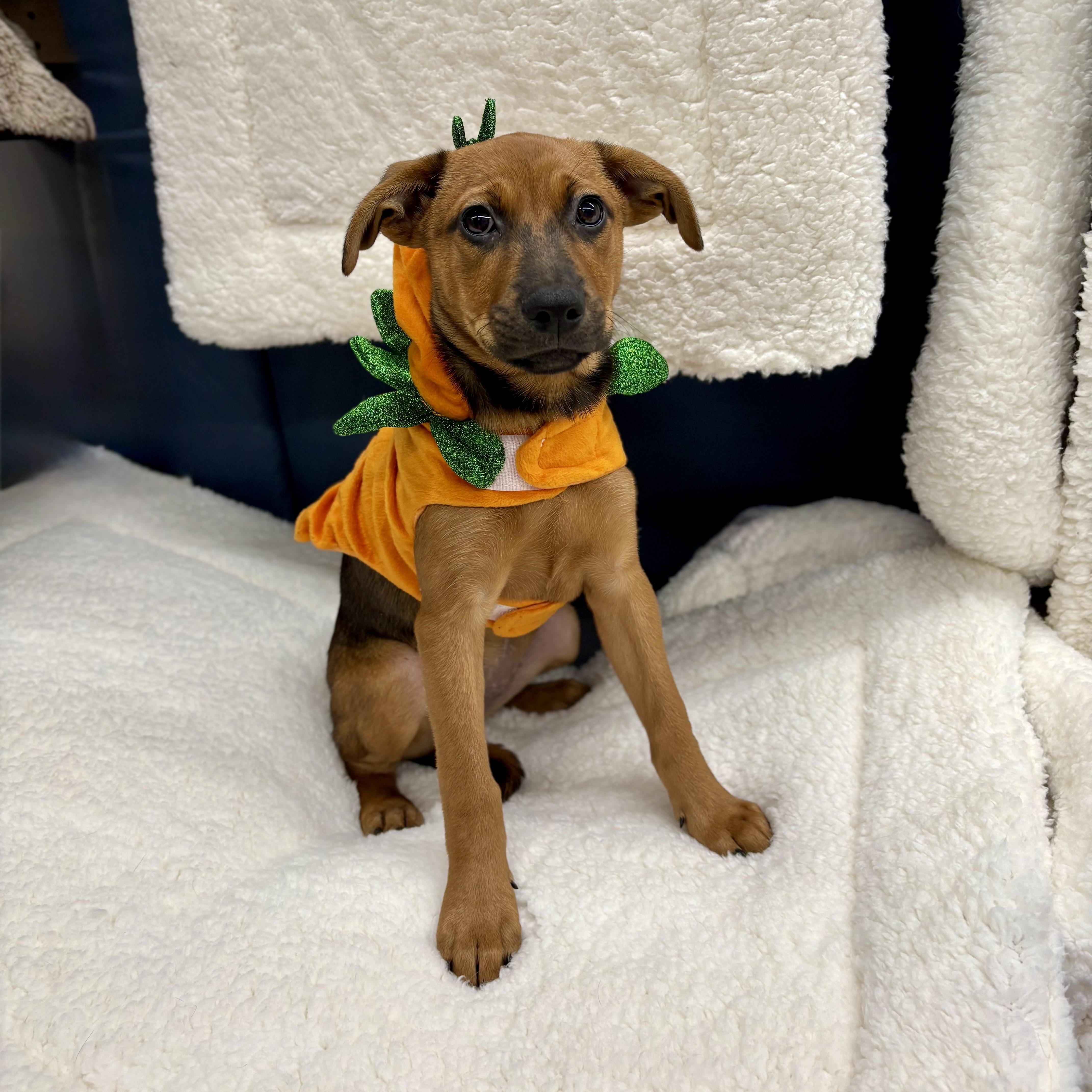 Enlarge Jolene, a Adoptable mixed breed in Paramus, NJ image 2/5