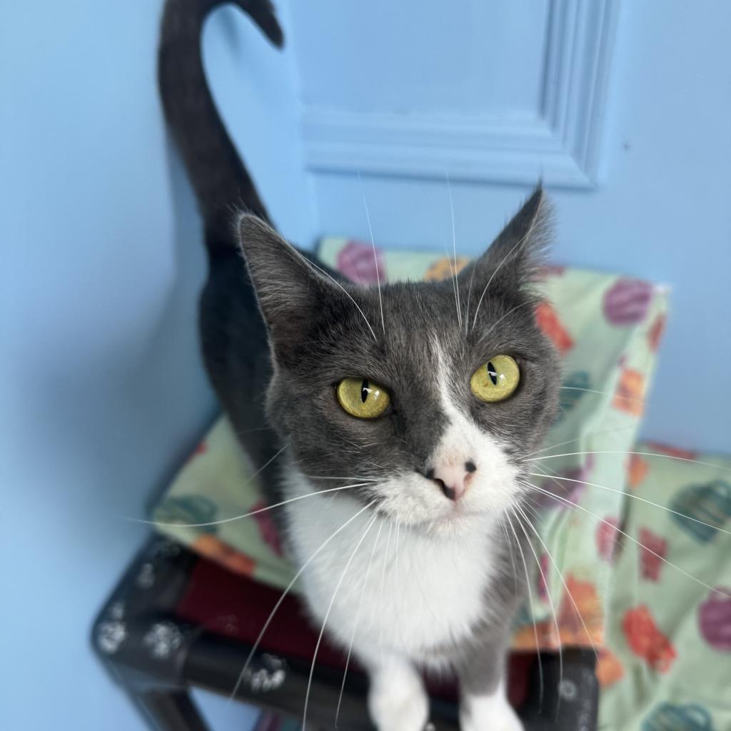 Gaia, Adoptable, Adult Female Domestic Short Hair.