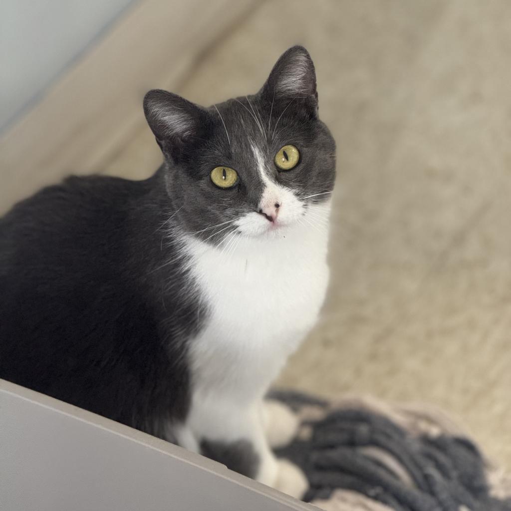 Enlarge Gaia, a Adoptable Domestic Short Hair in Milford, IA image 2/5
