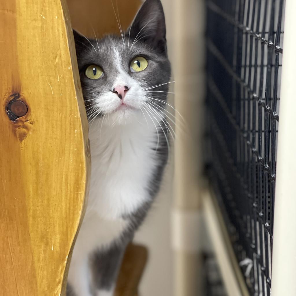 Enlarge Gaia, a Adoptable Domestic Short Hair in Milford, IA image 3/5