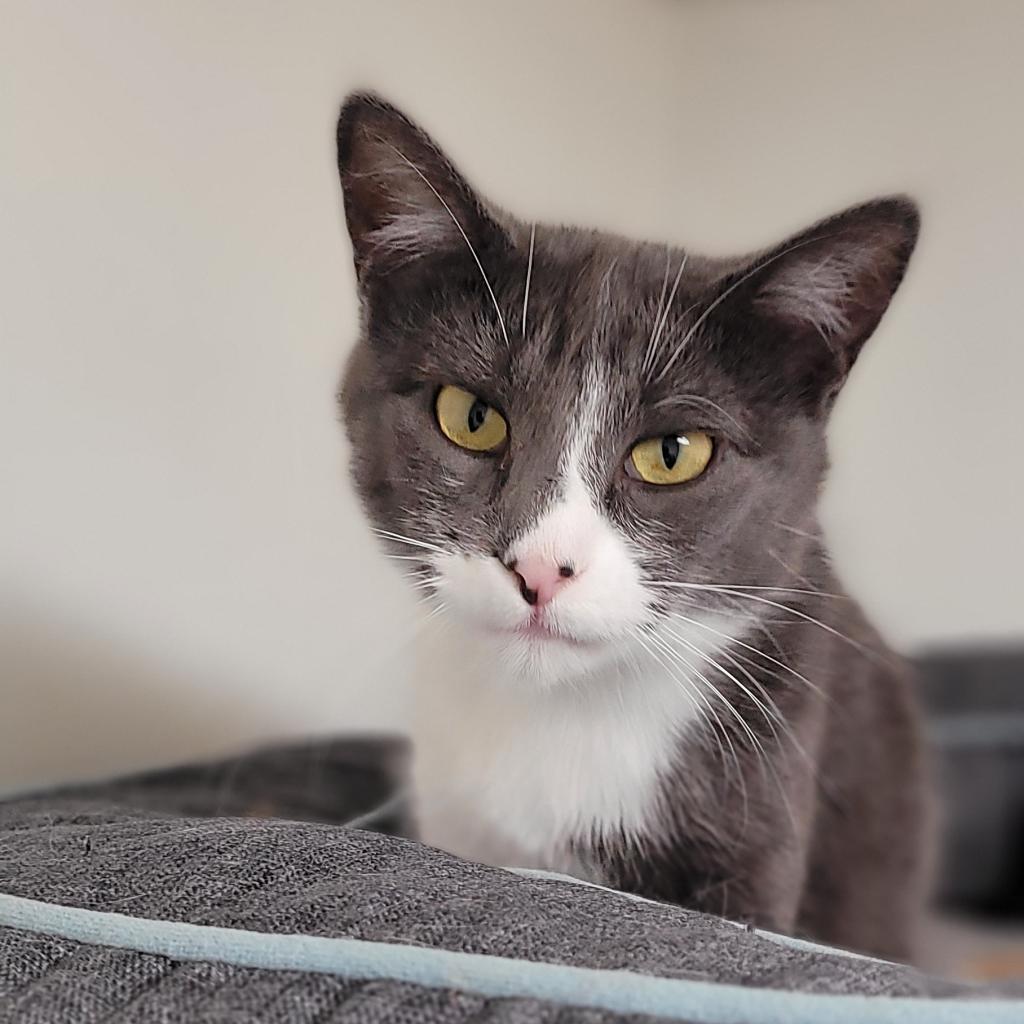 Enlarge Gaia, a Adoptable Domestic Short Hair in Milford, IA image 4/5
