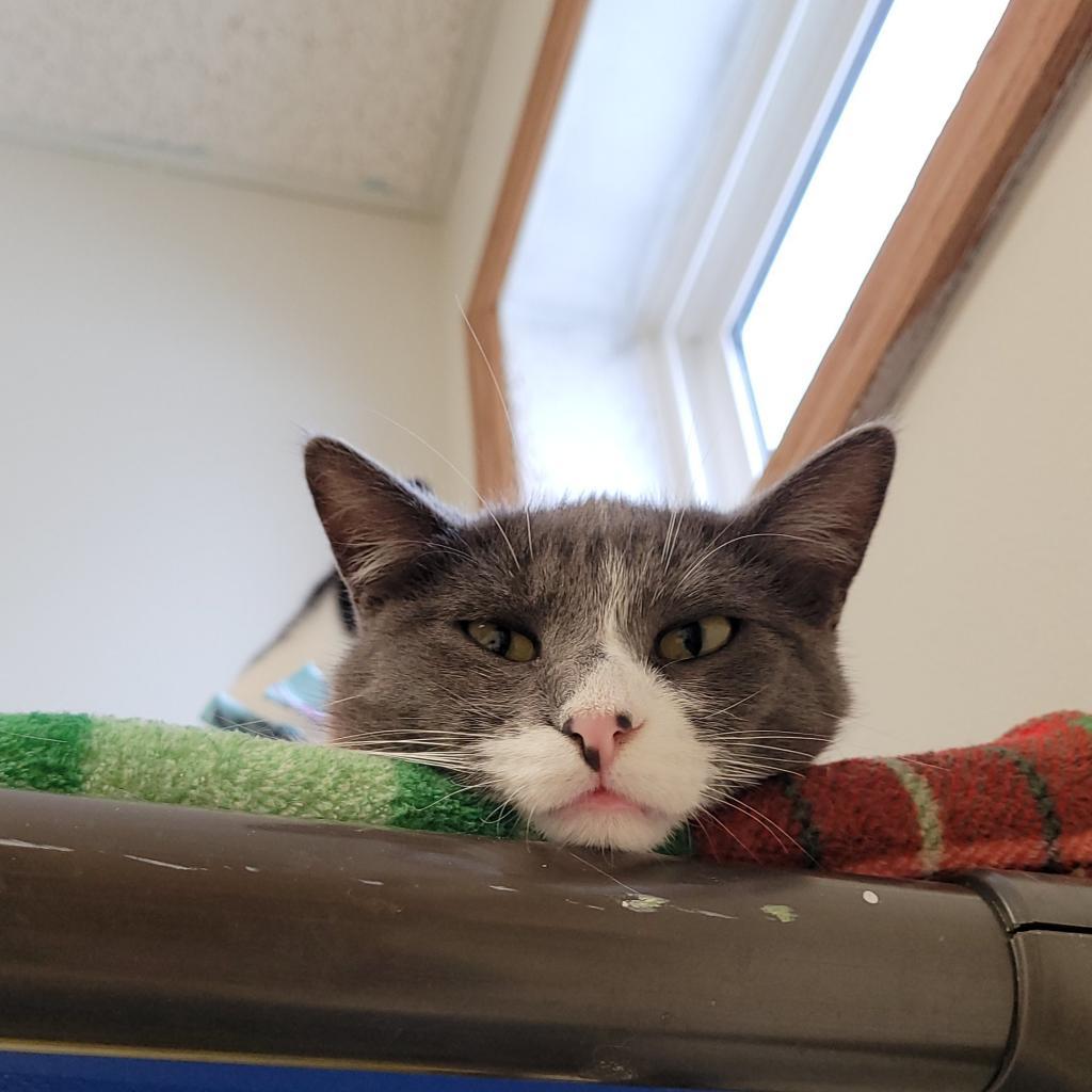 Enlarge Gaia, a Adoptable Domestic Short Hair in Milford, IA image 5/5