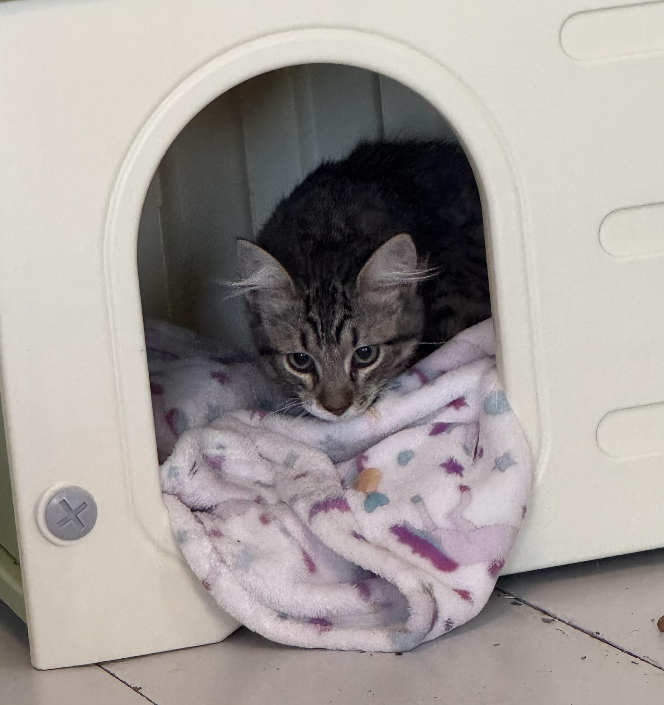 Enlarge John Joseph, a Adoptable Domestic Medium Hair in Uxbridge, MA image 2/4